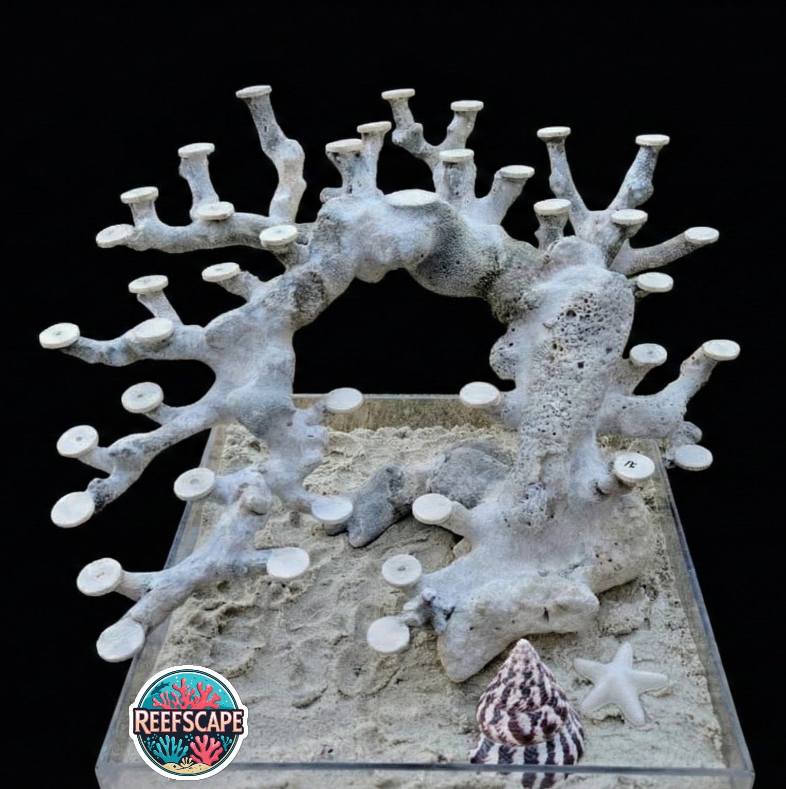 Bonsai Reefscape #15