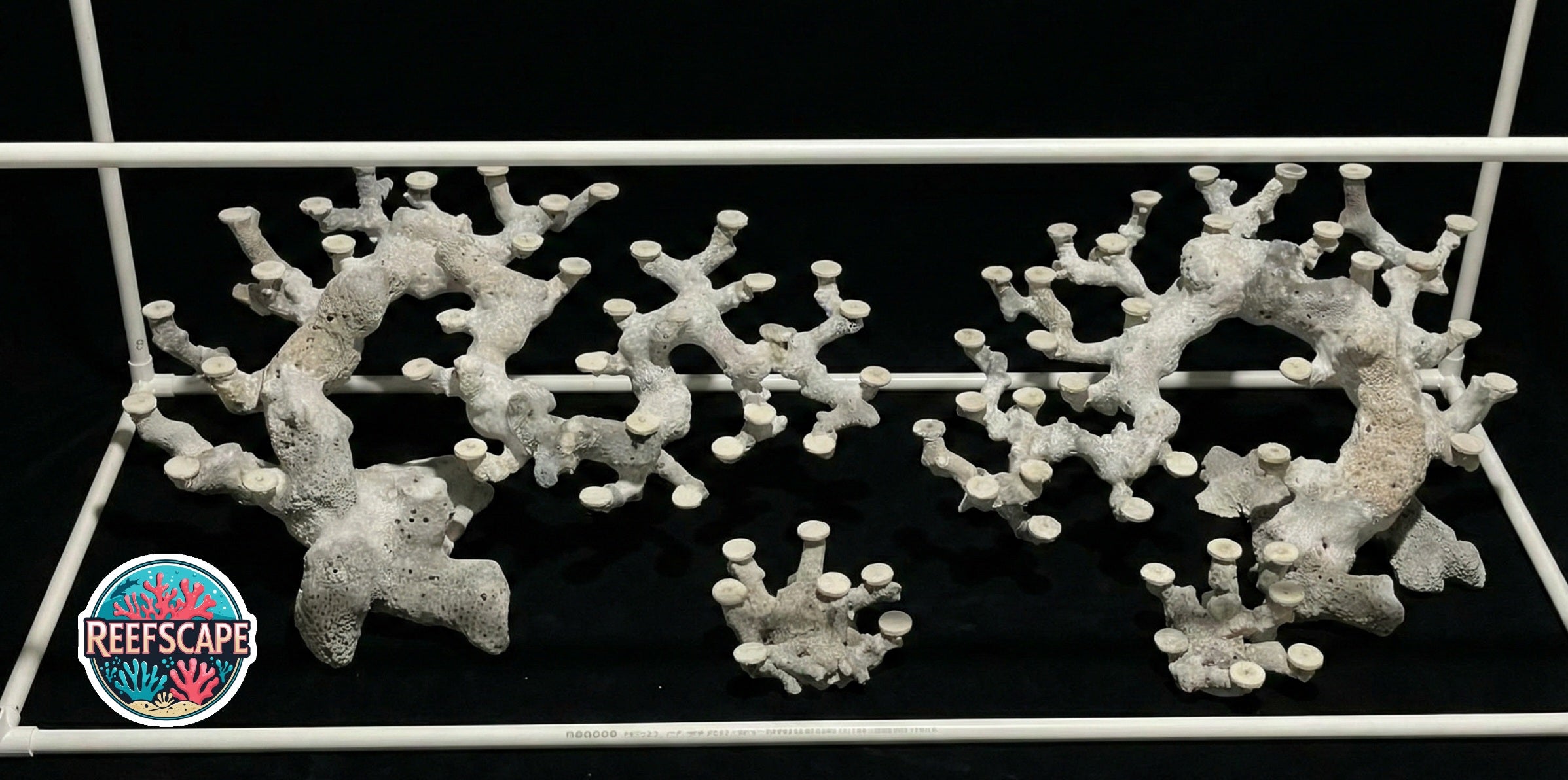 Bonsai Reefscape #47