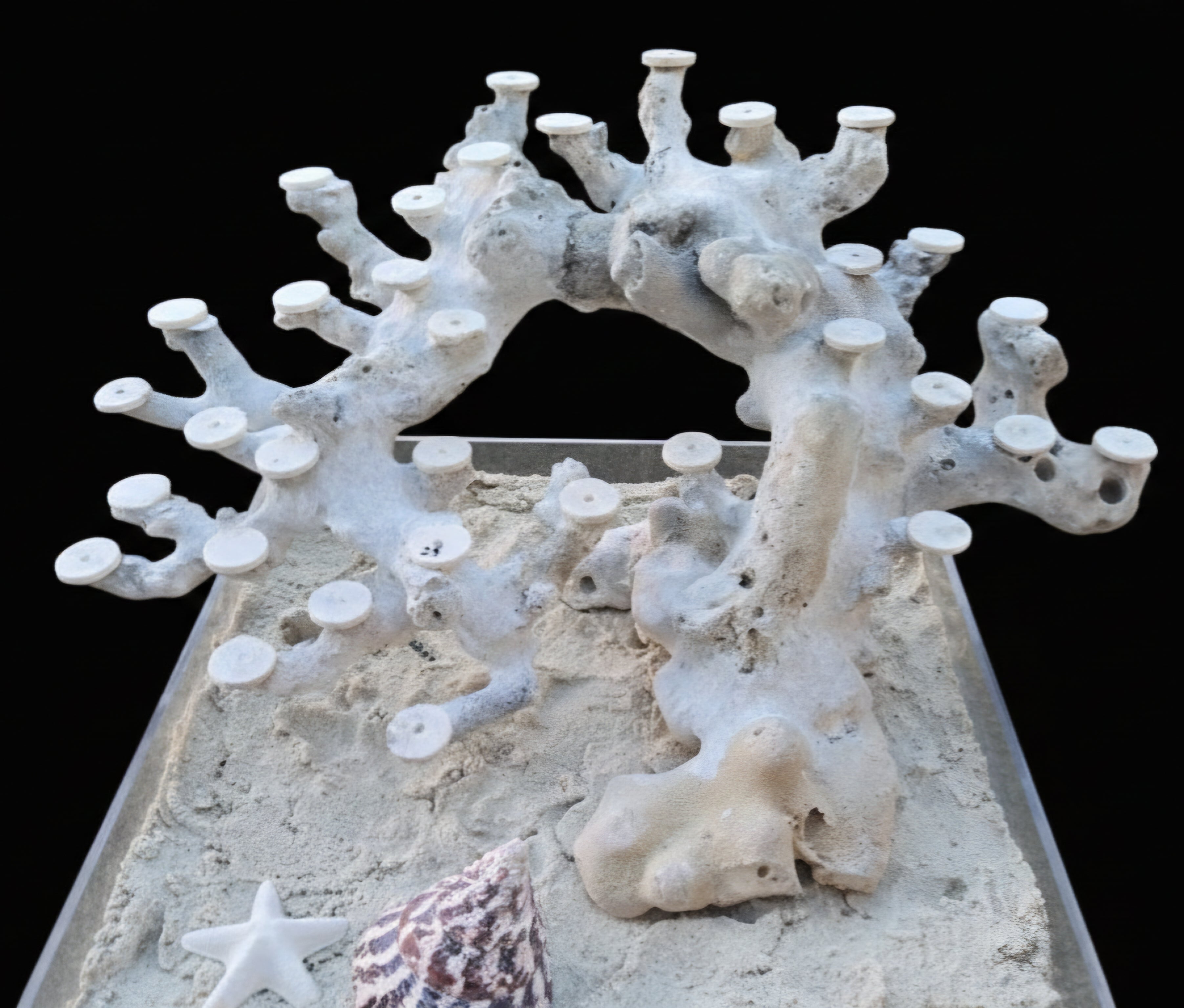 Bonsai Reefscape #25