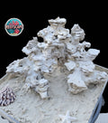 Natural Reef