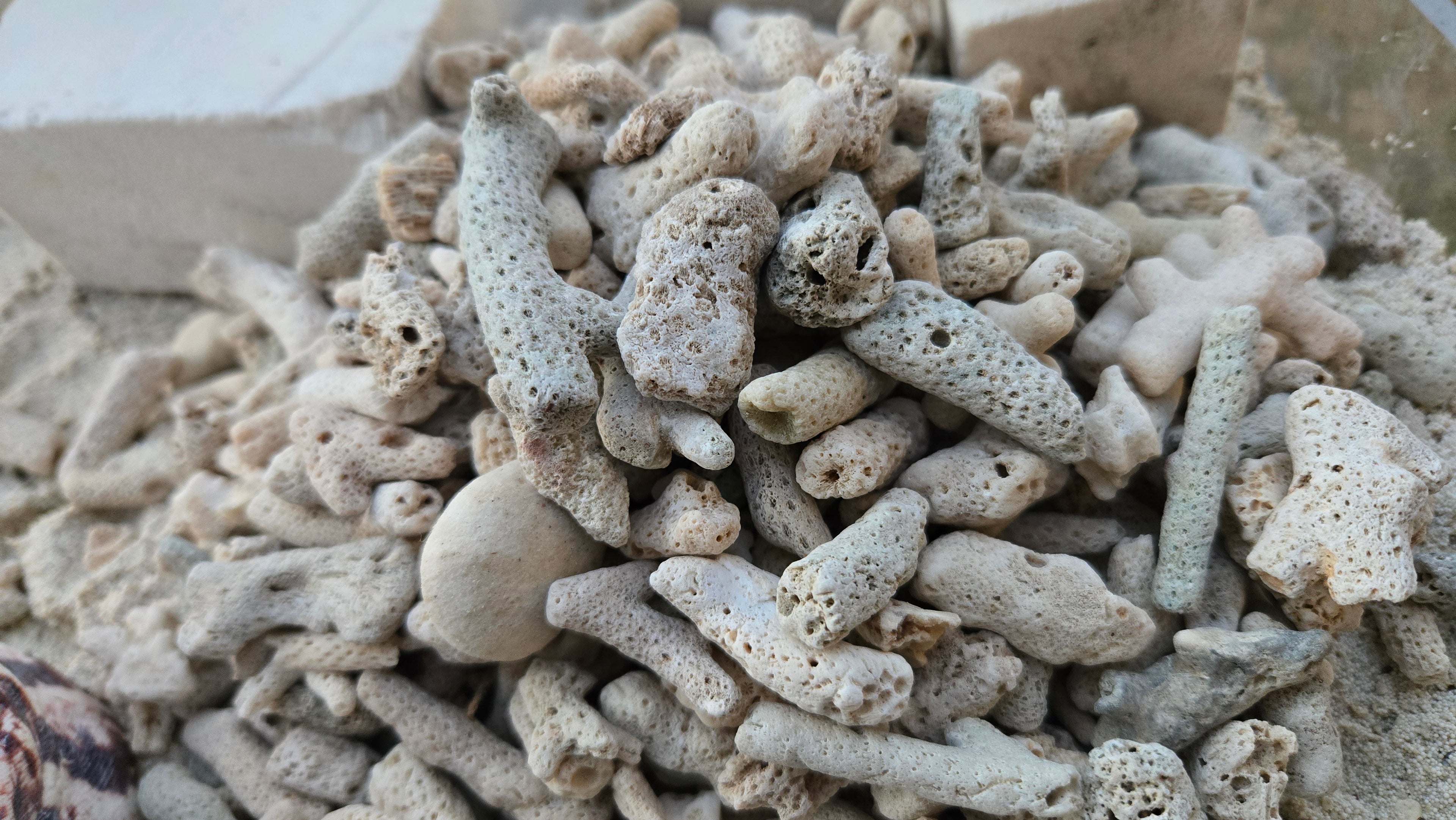 Natural coral rock