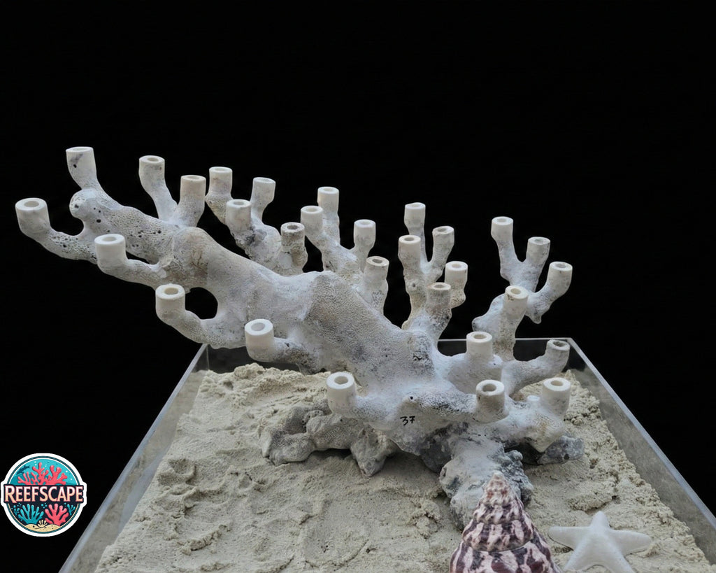 Branching Reefscape #37