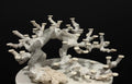 Bonsai Reefscape #14