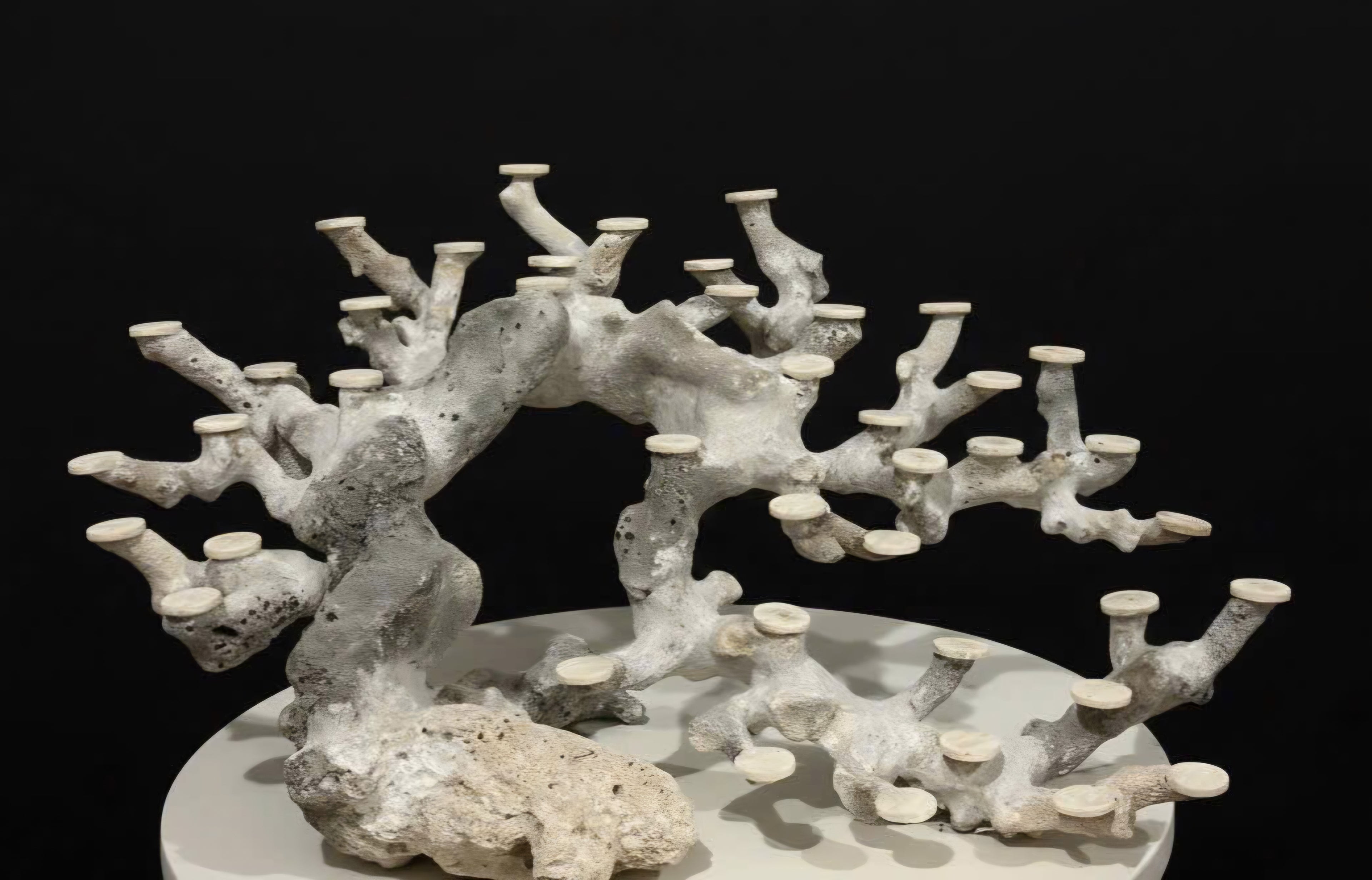 Bonsai Reefscape #14