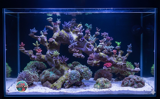 Bonsai Reef #4