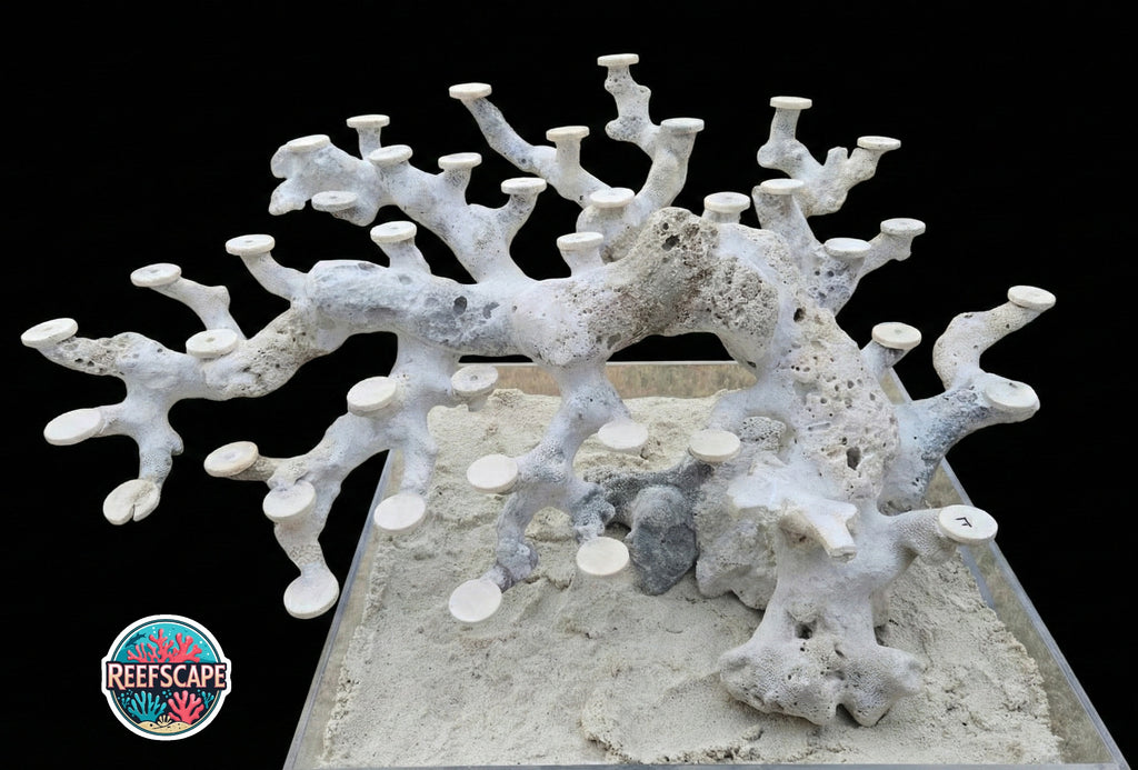 Bonsai Reefscape #7