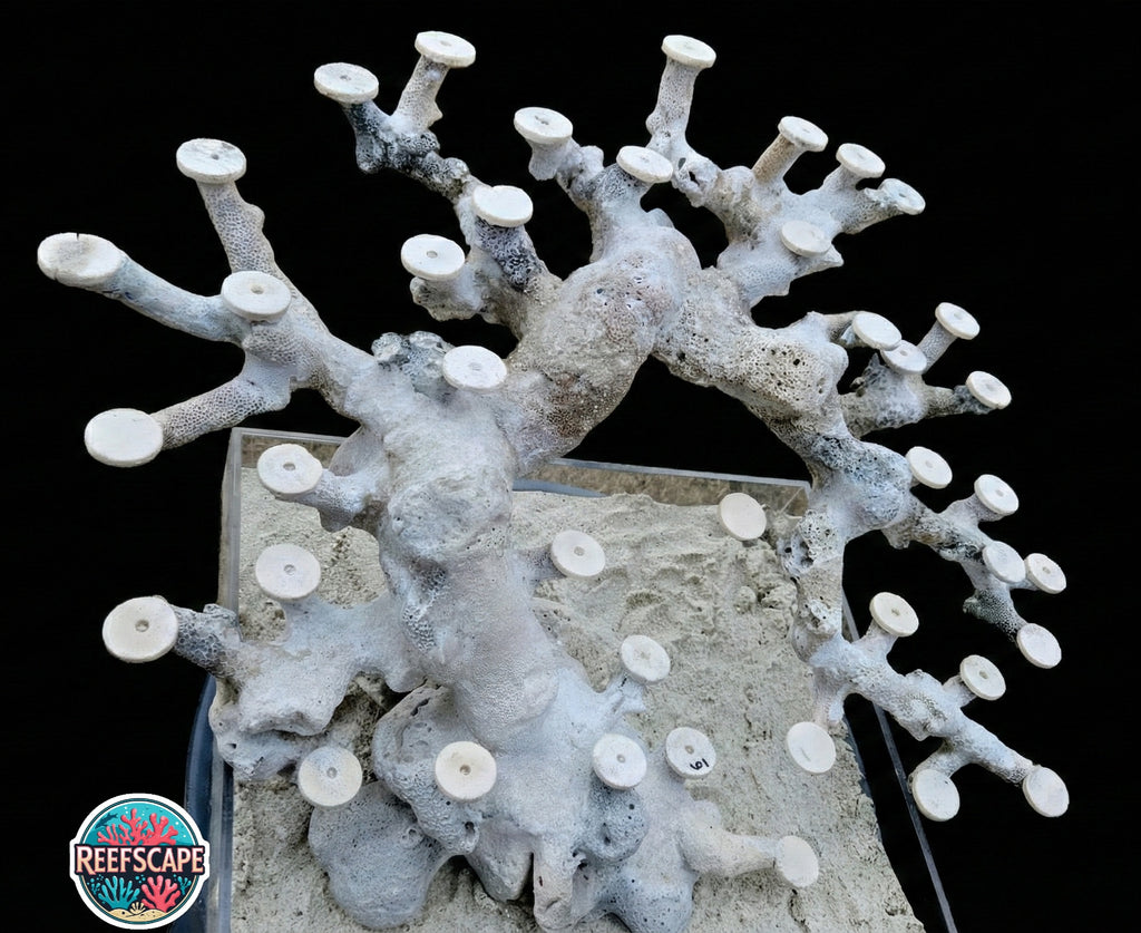 Bonsai Reefscape #6