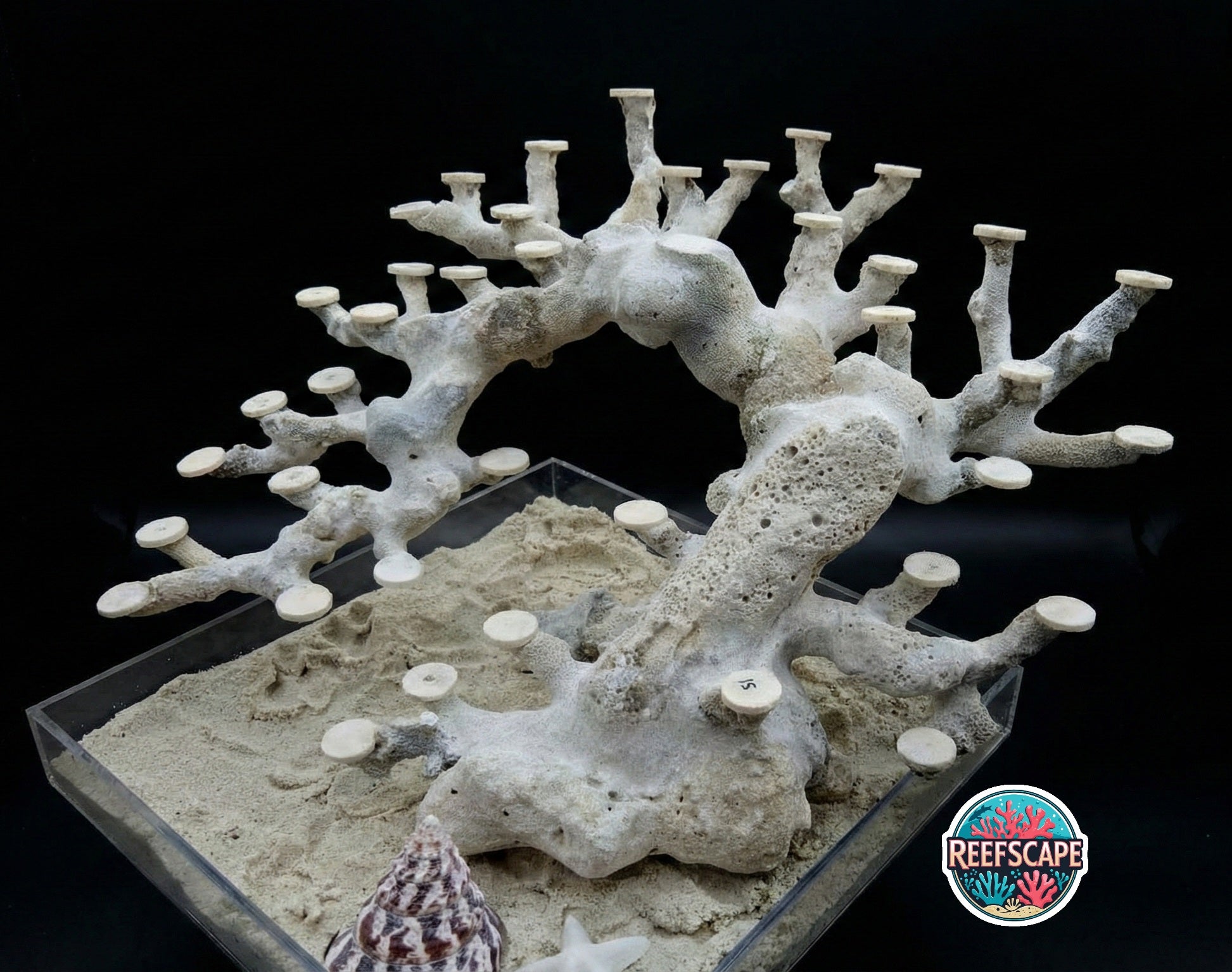 Bonsai Reefscape #15