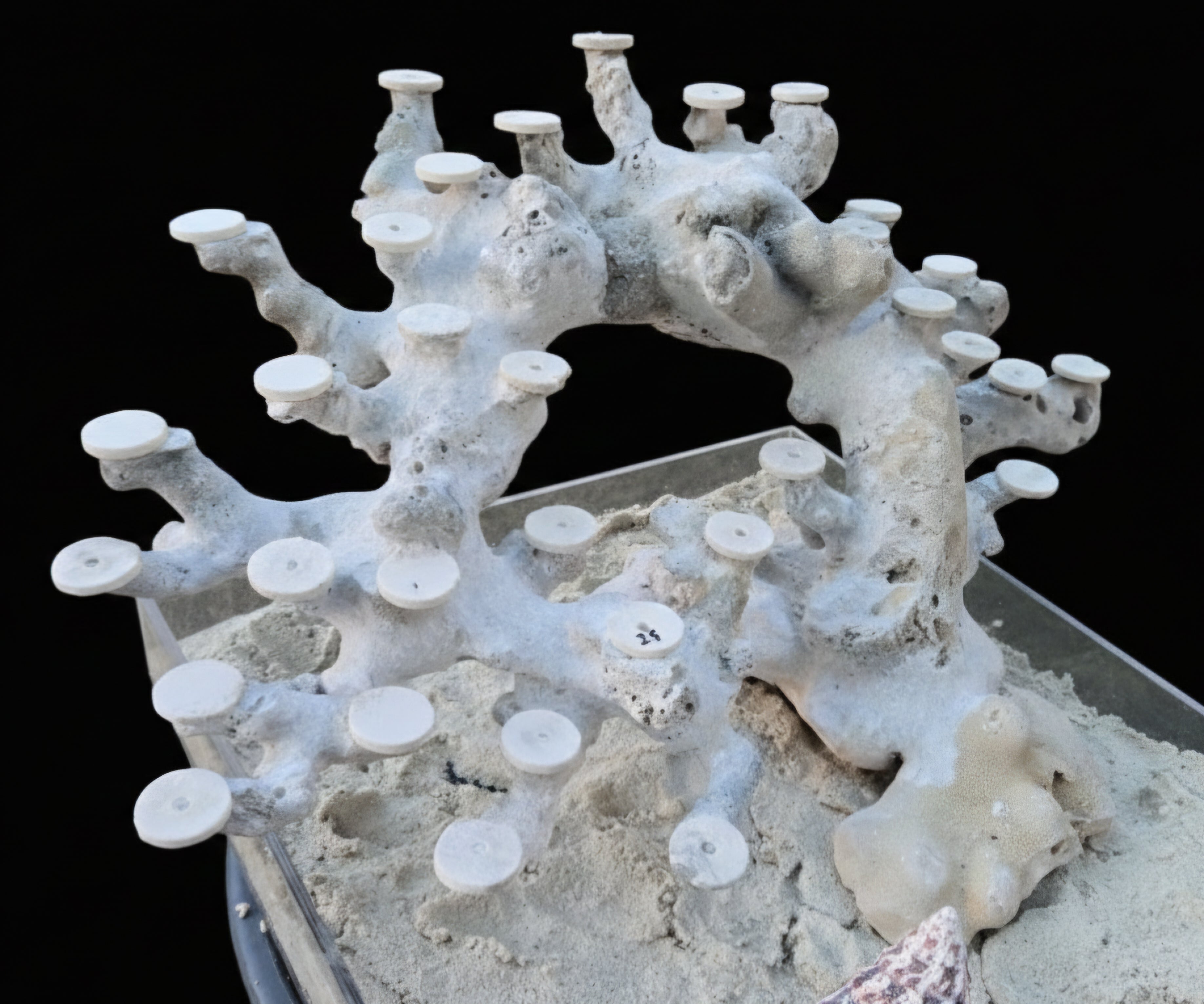 Bonsai Reefscape #25