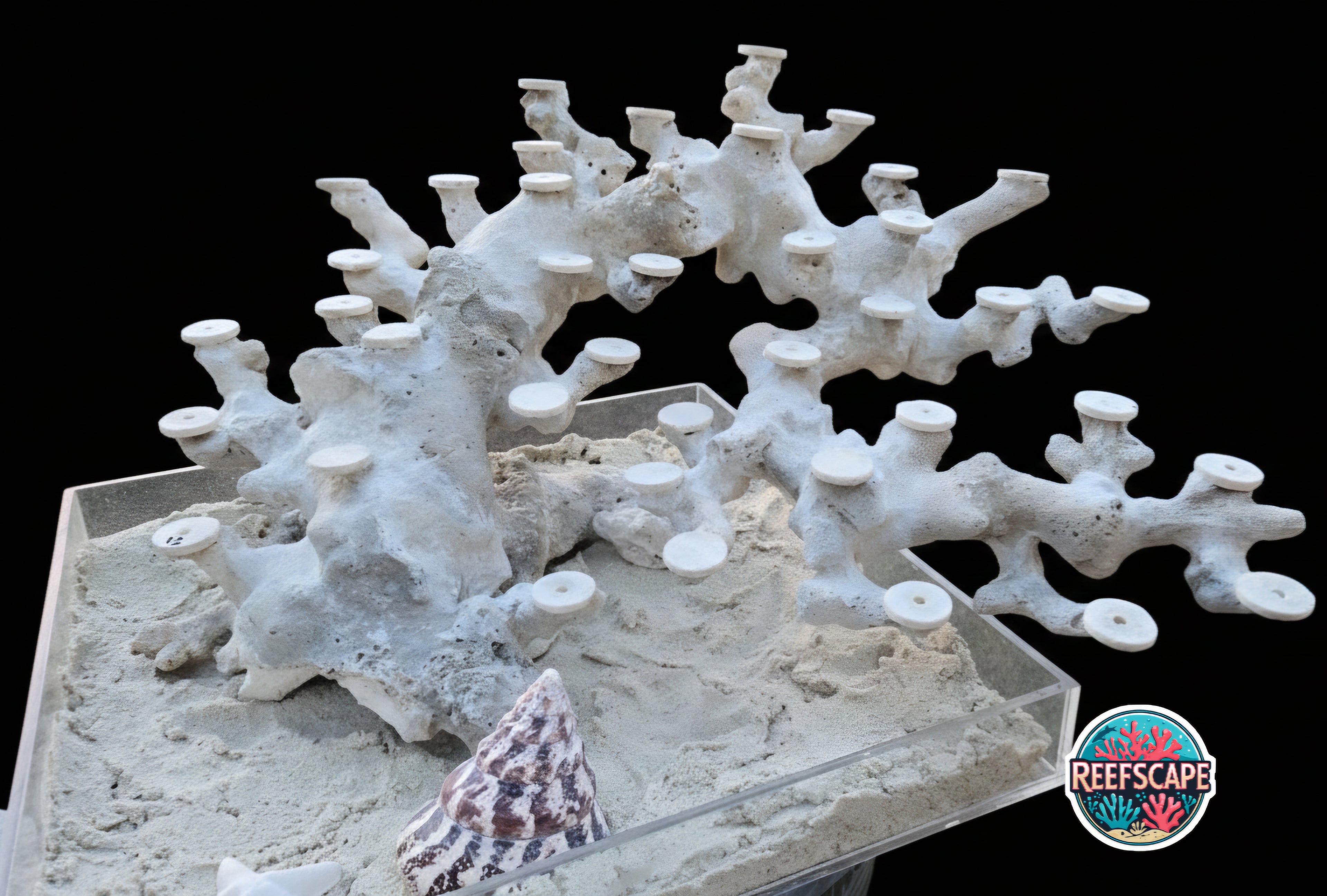 Bonsai Reefscape #12