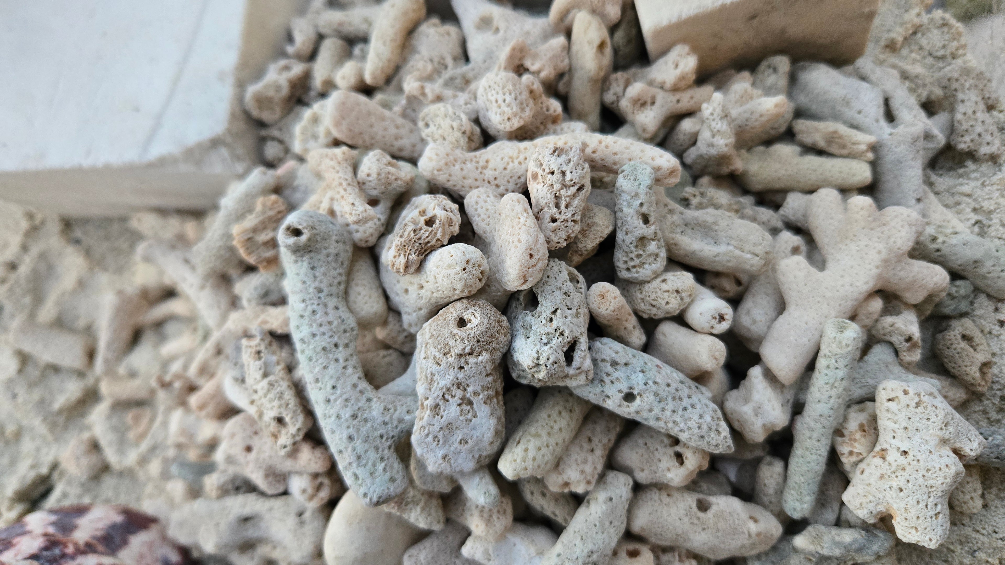 Natural coral rock
