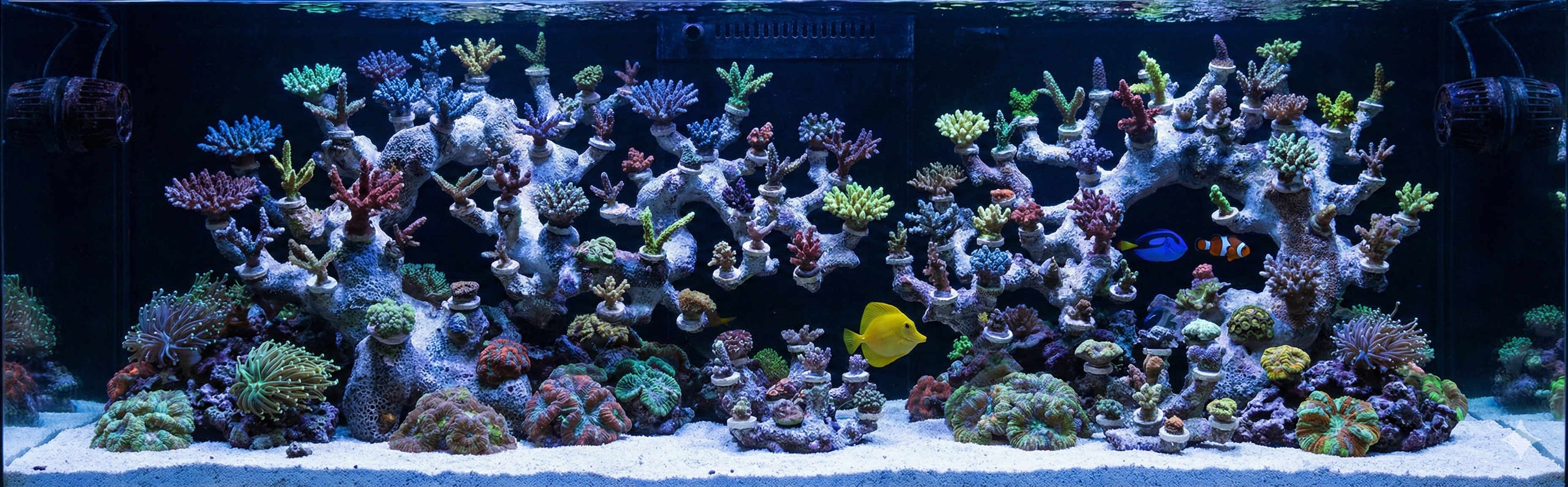 Bonsai Reefscape #47