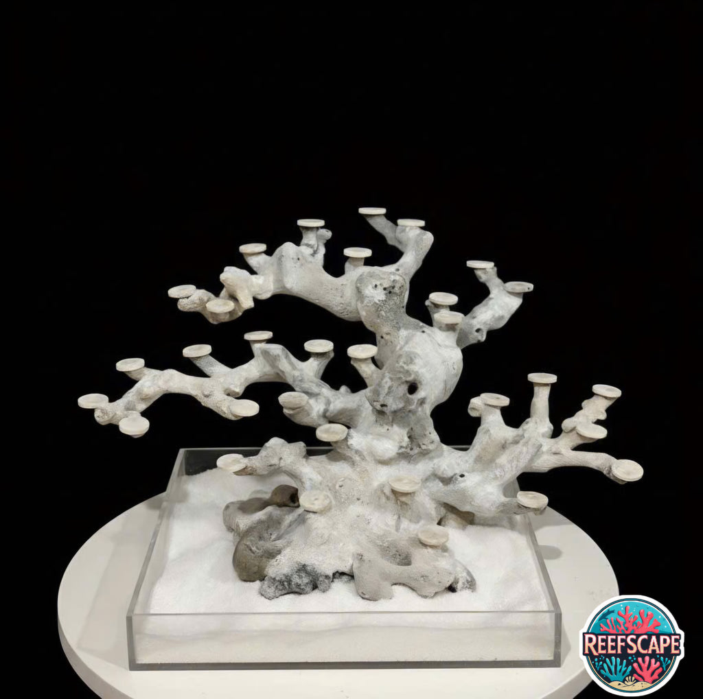 Bonsai Reefscape #13