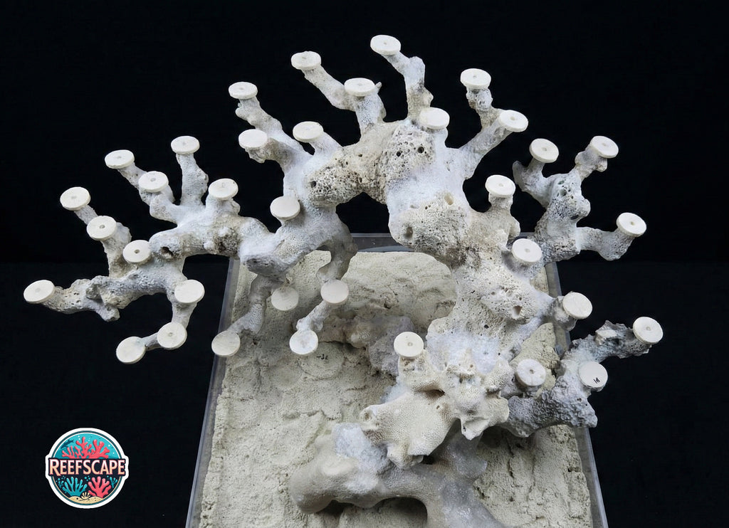 Bonsai Reefscape #10