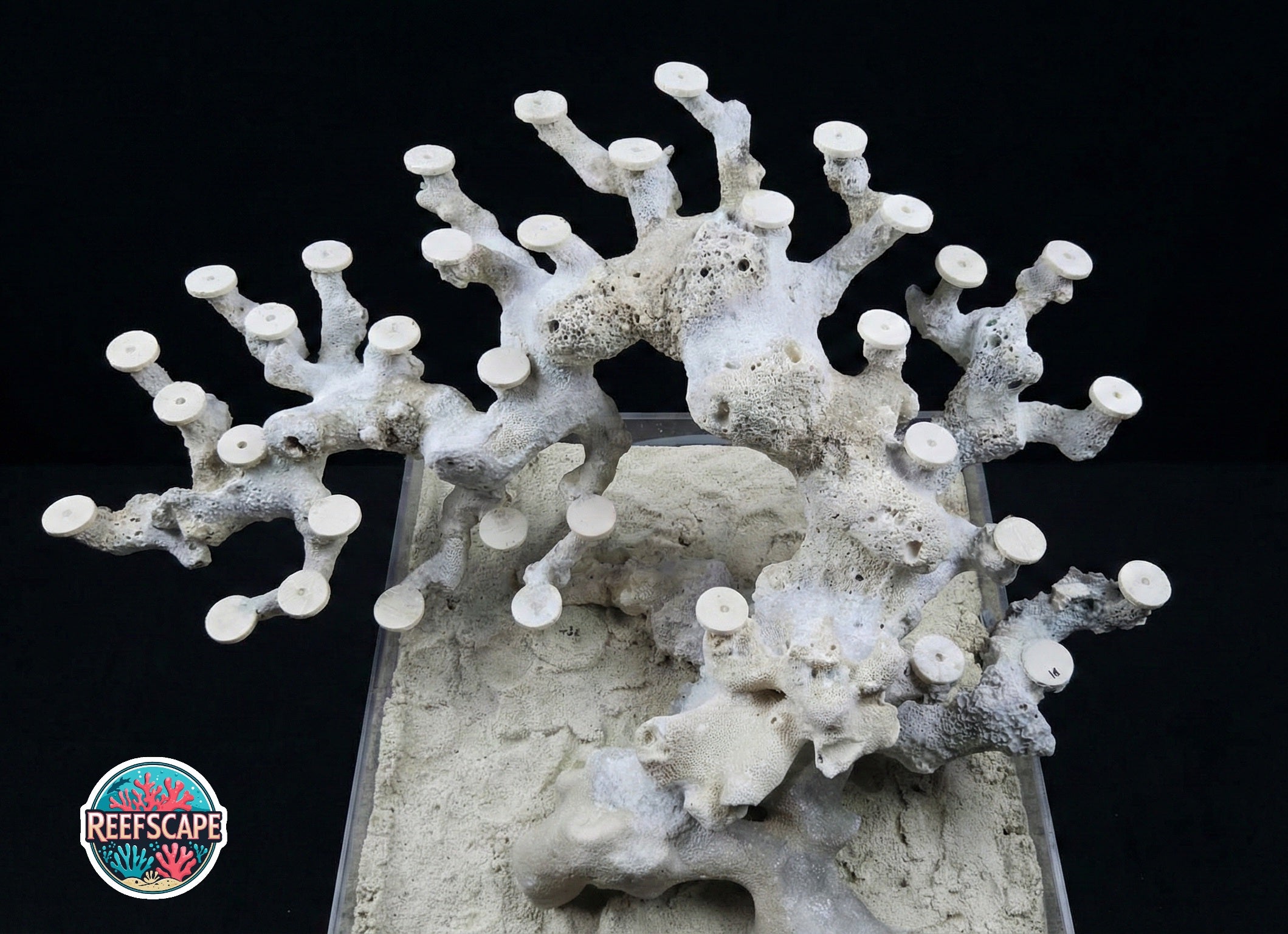 Bonsai Reefscape #10