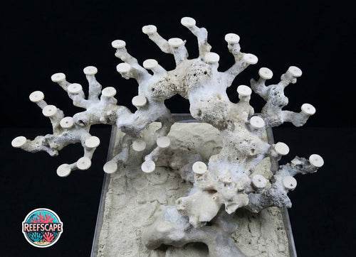 Bonsai Reefscape #10