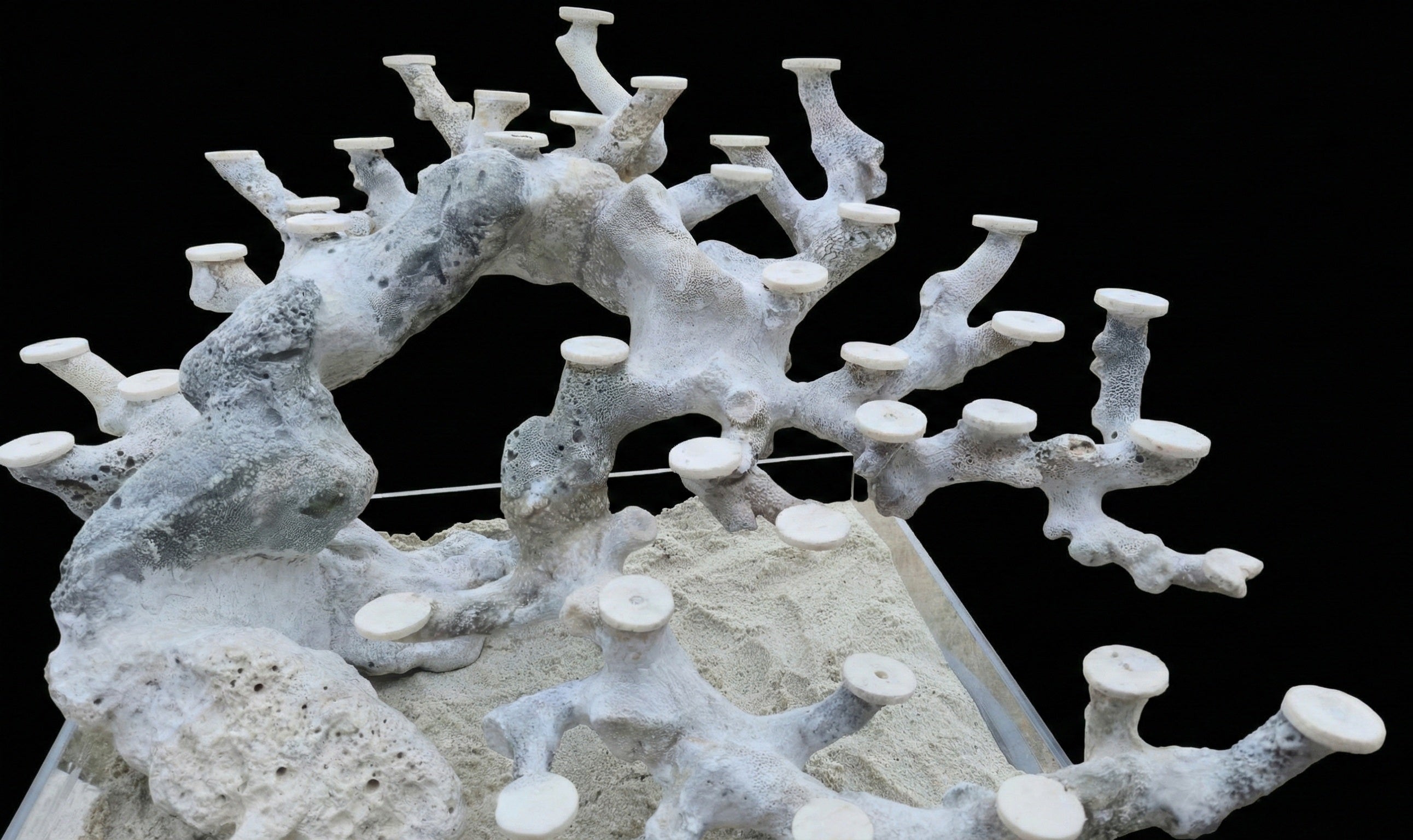 Bonsai Reefscape #14