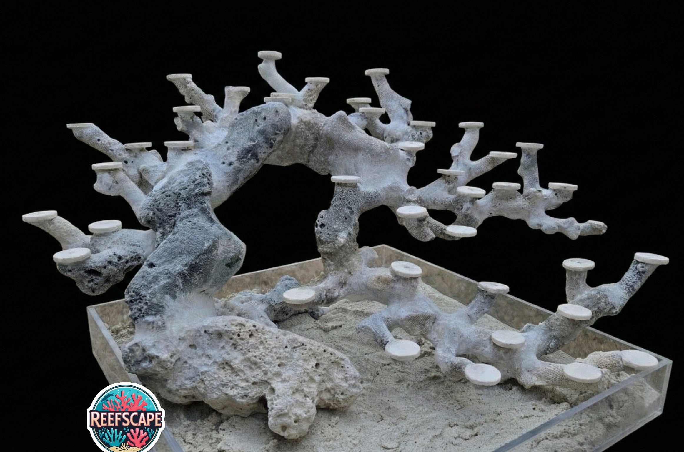 Bonsai Reefscape #14