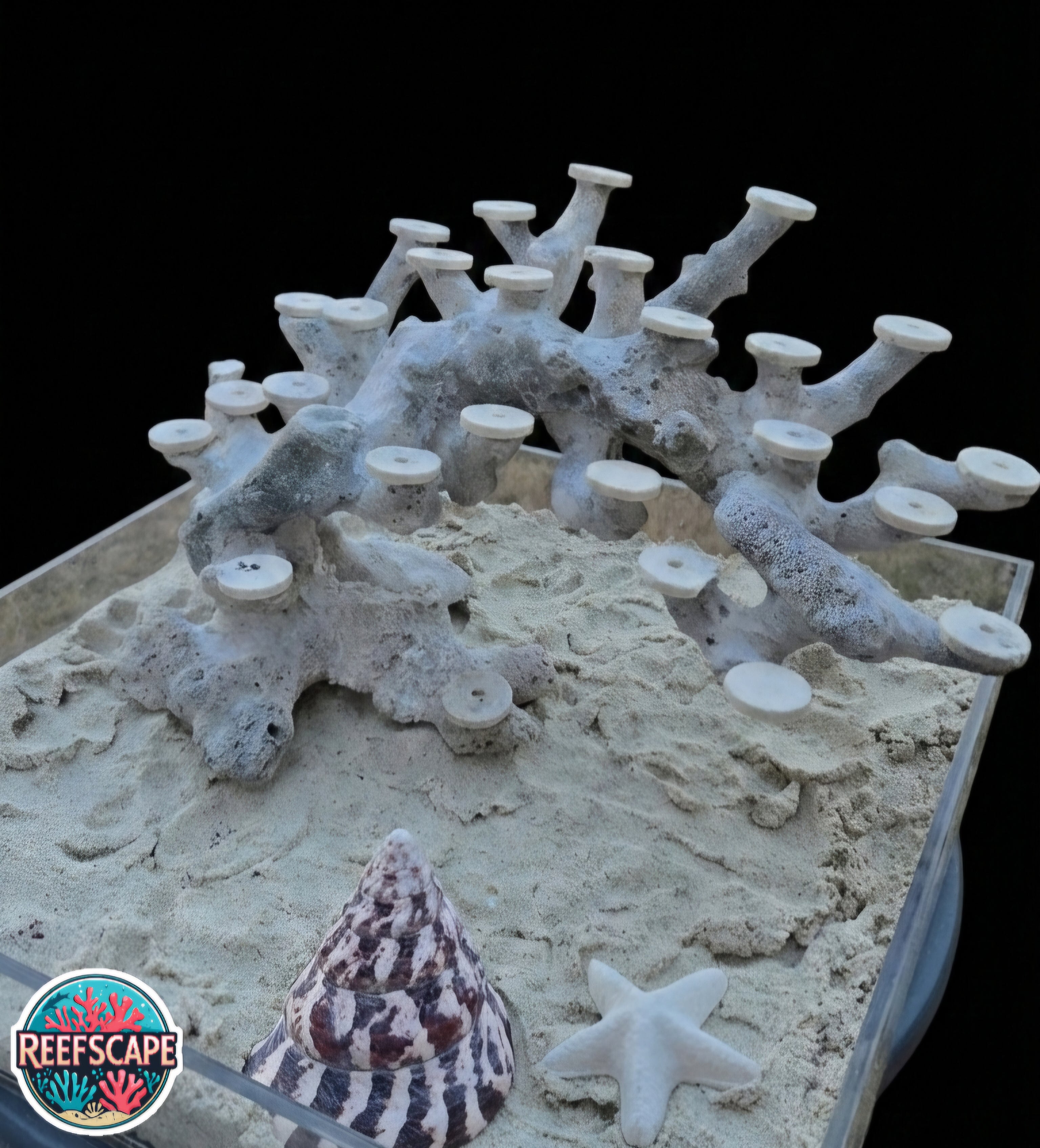 Bonsai Reefscape #33