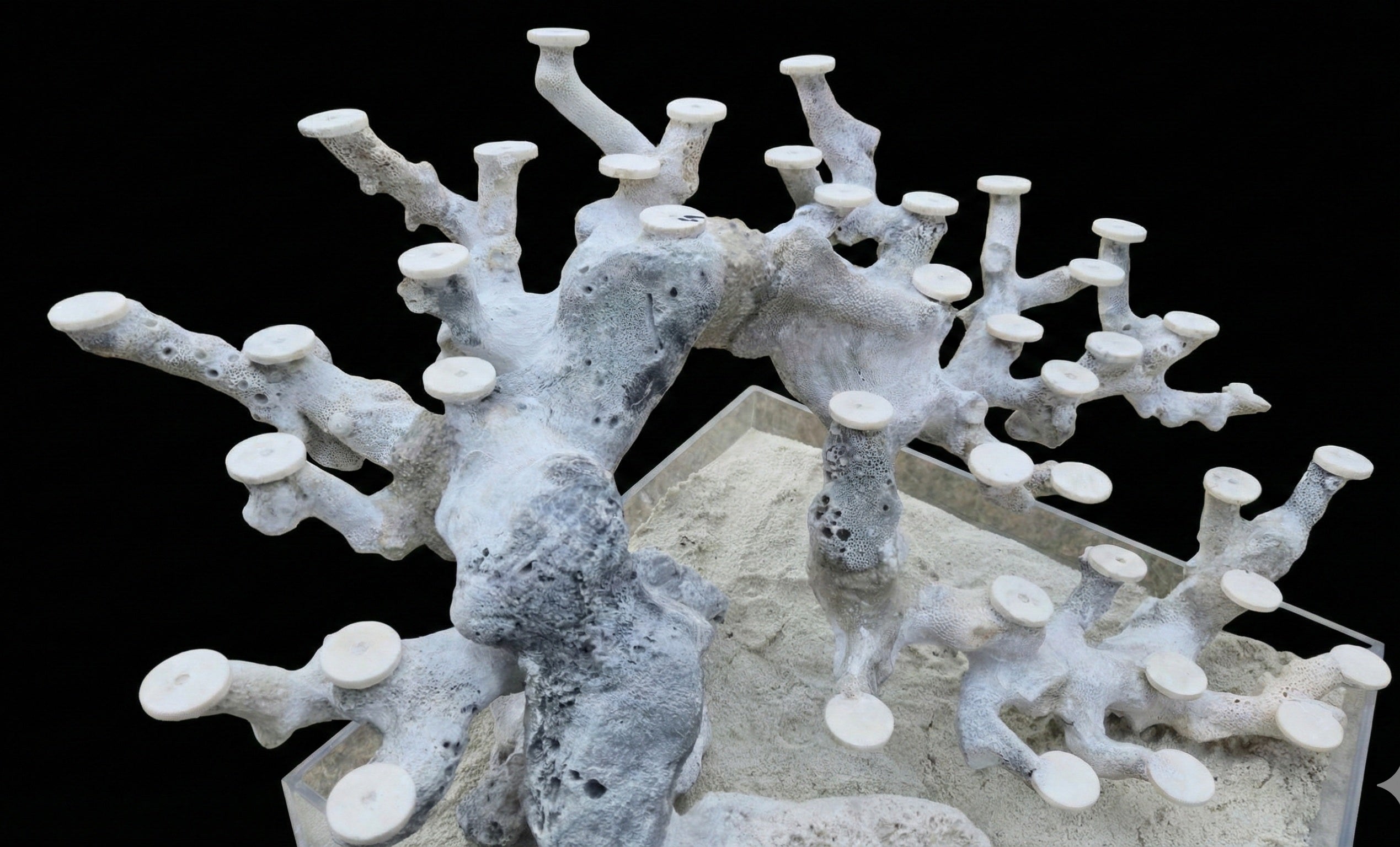 Bonsai Reefscape #14