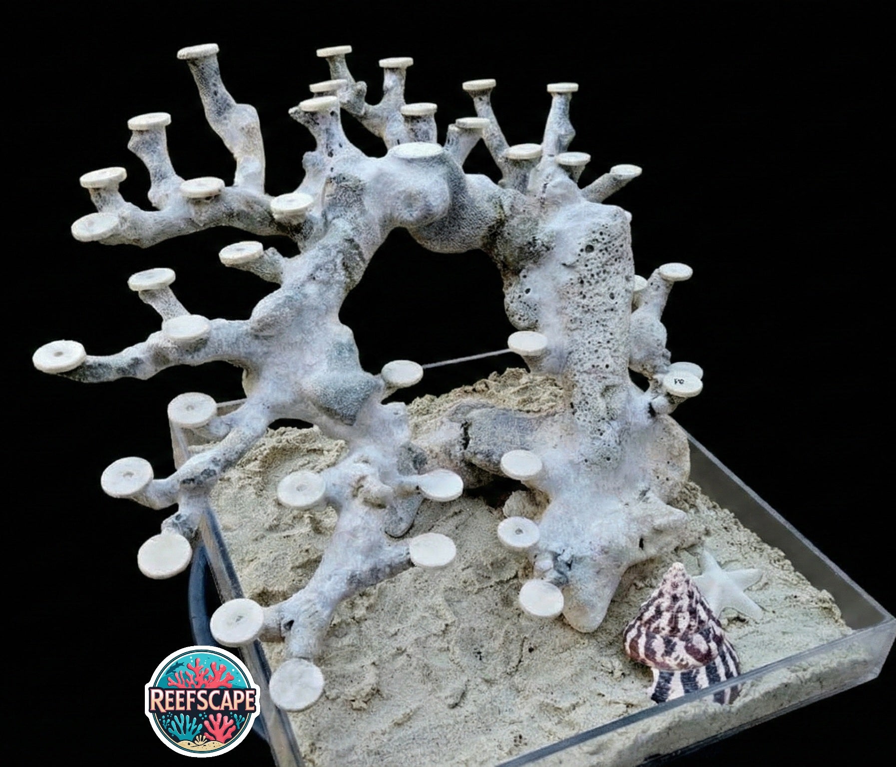 Bonsai Reefscape #15