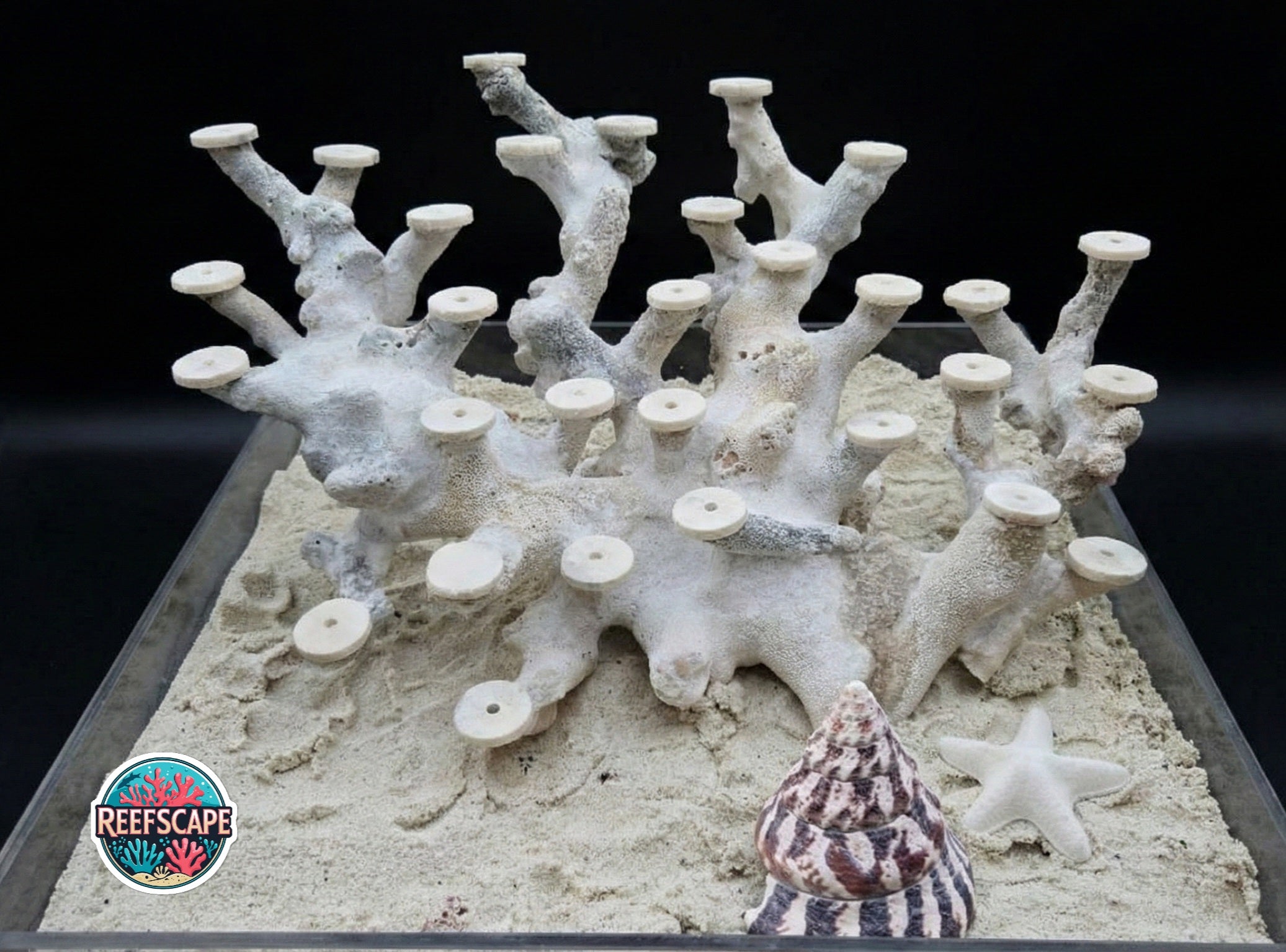 Branching Reefscape #29