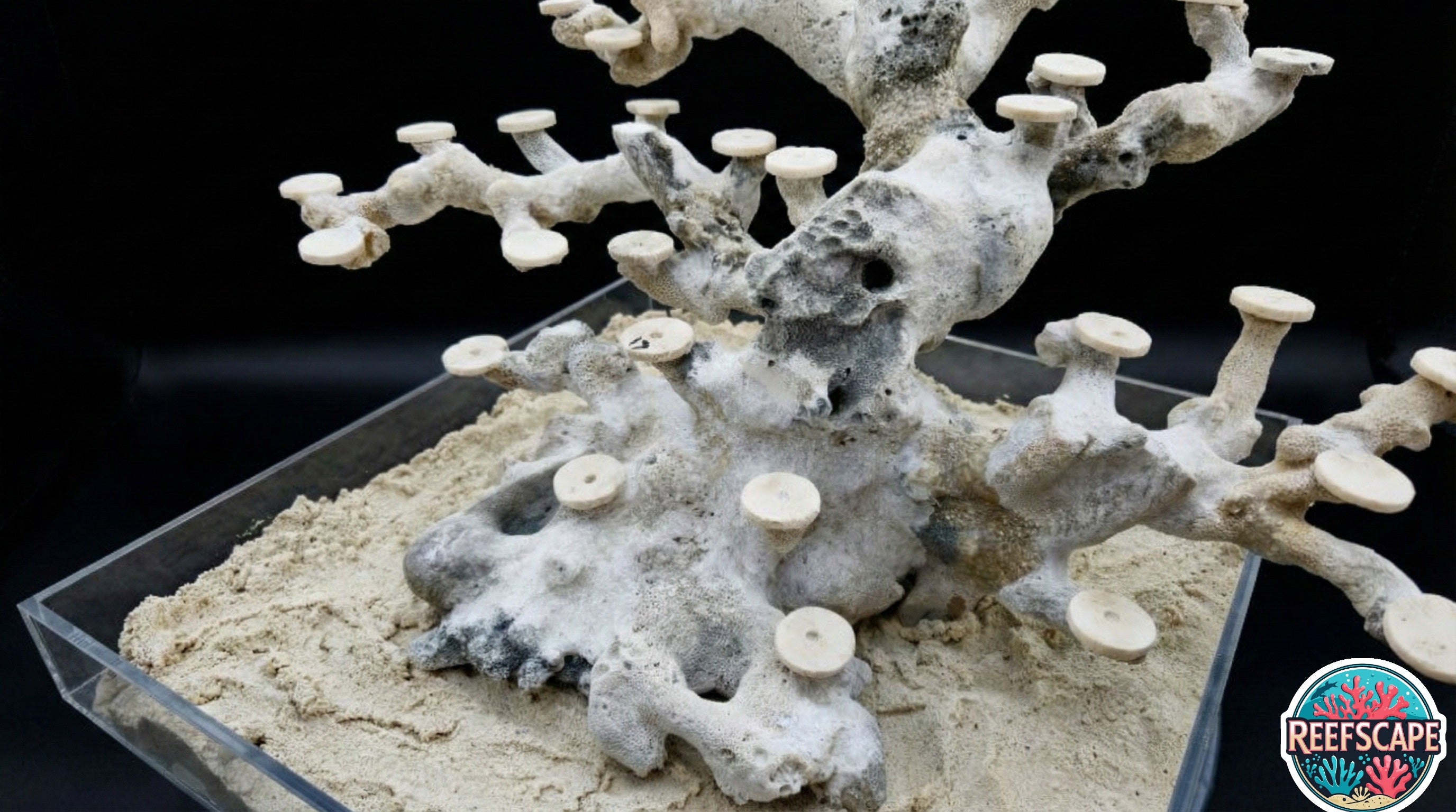 Bonsai Reefscape #13