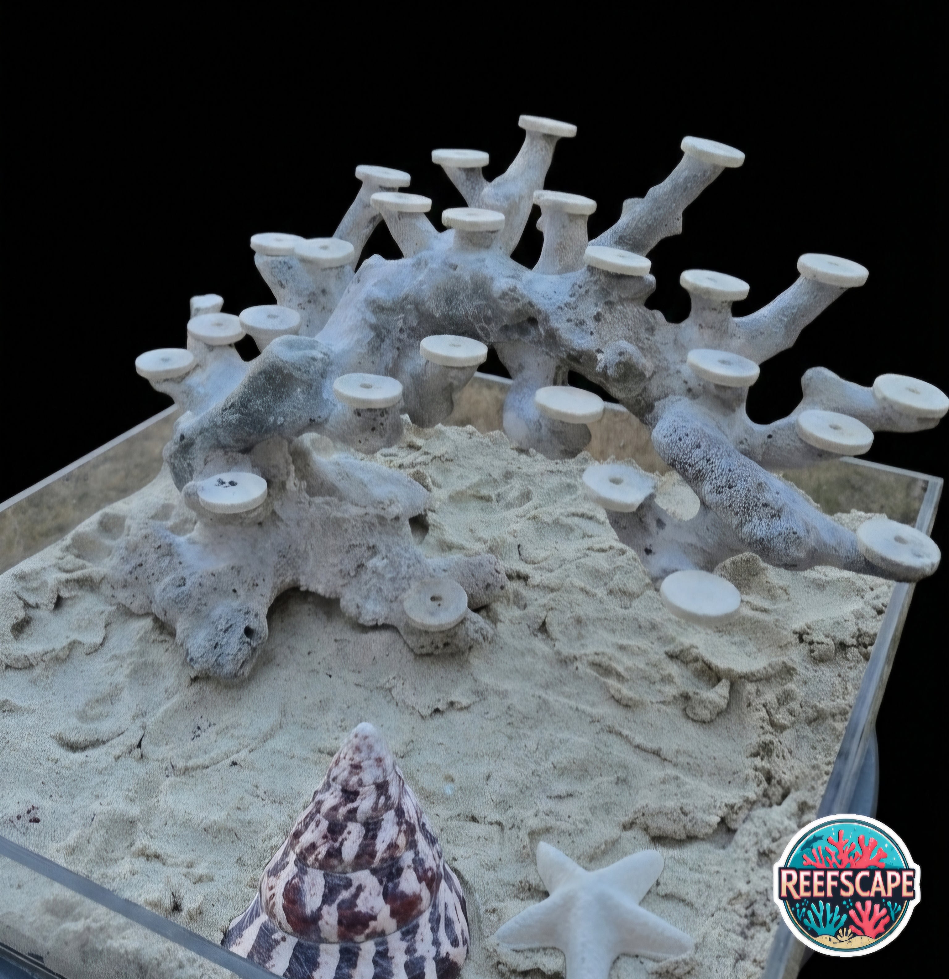 Bonsai Reefscape #33