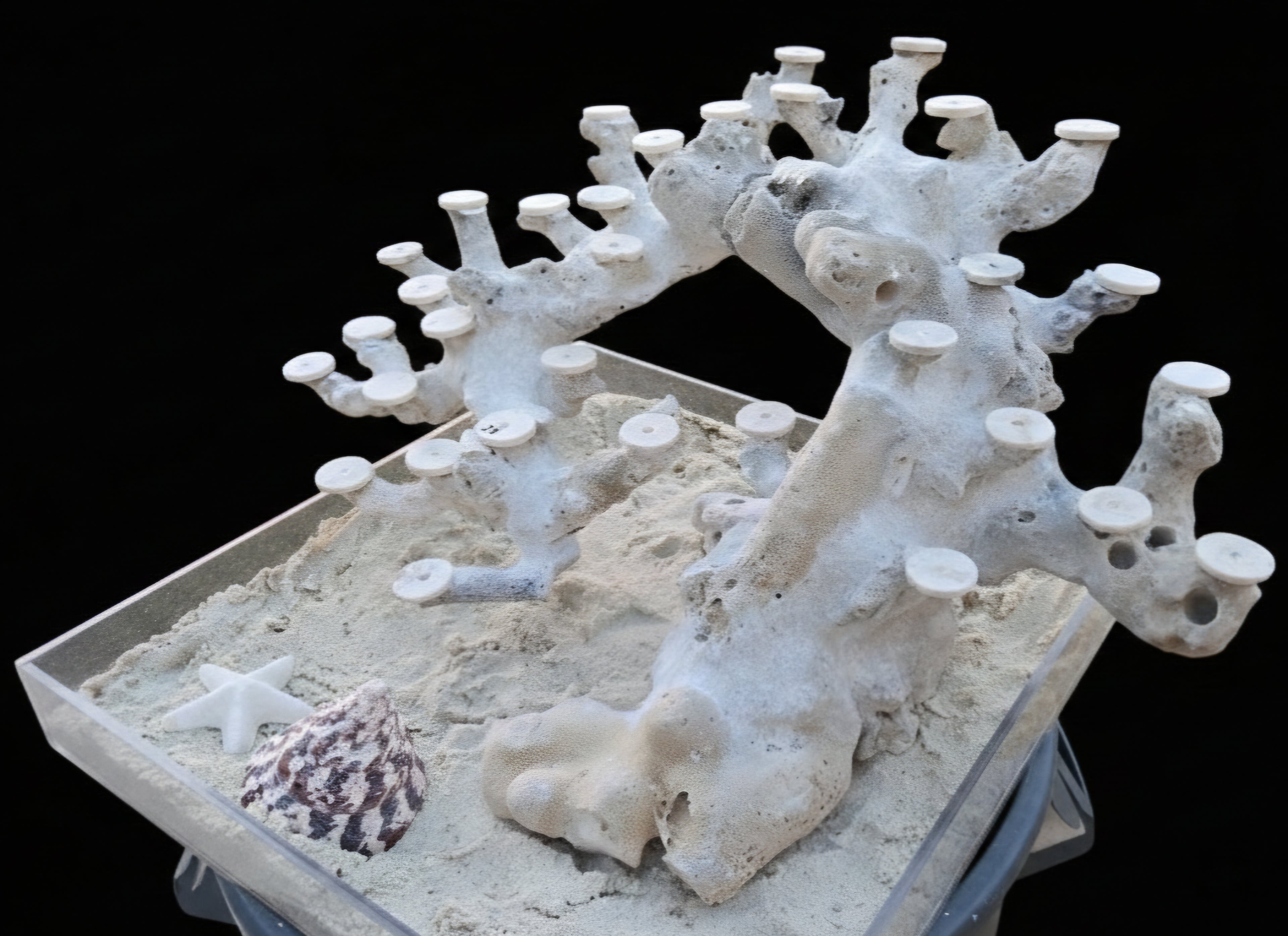 Bonsai Reefscape #25