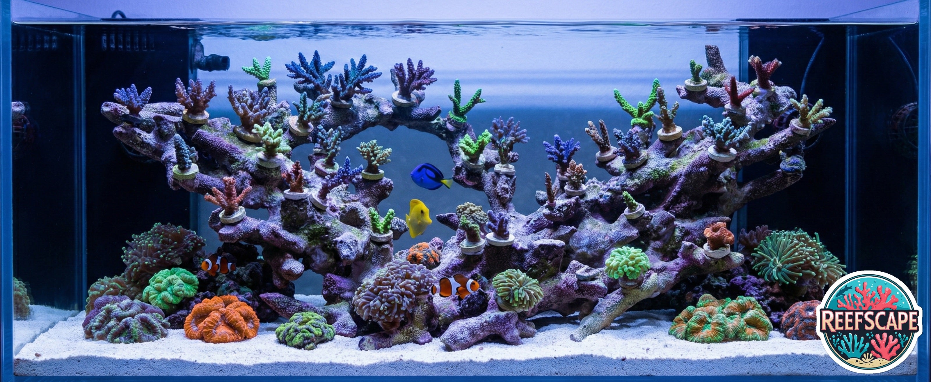 Reef Scape Examples Branching Reefscape #45 – Aquascape