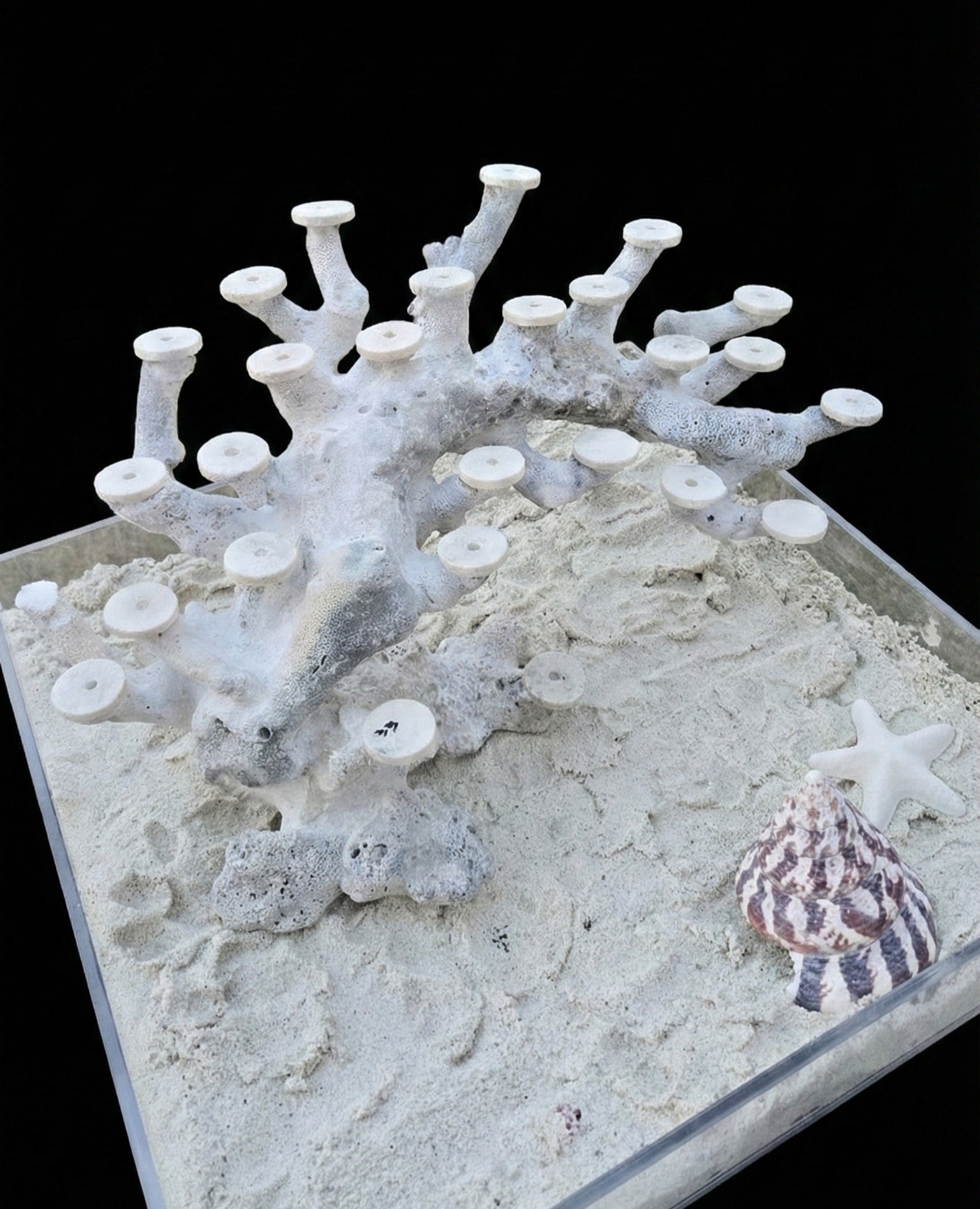 Bonsai Reefscape #33