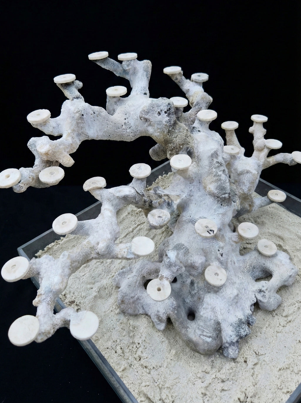 Bonsai Reefscape #13