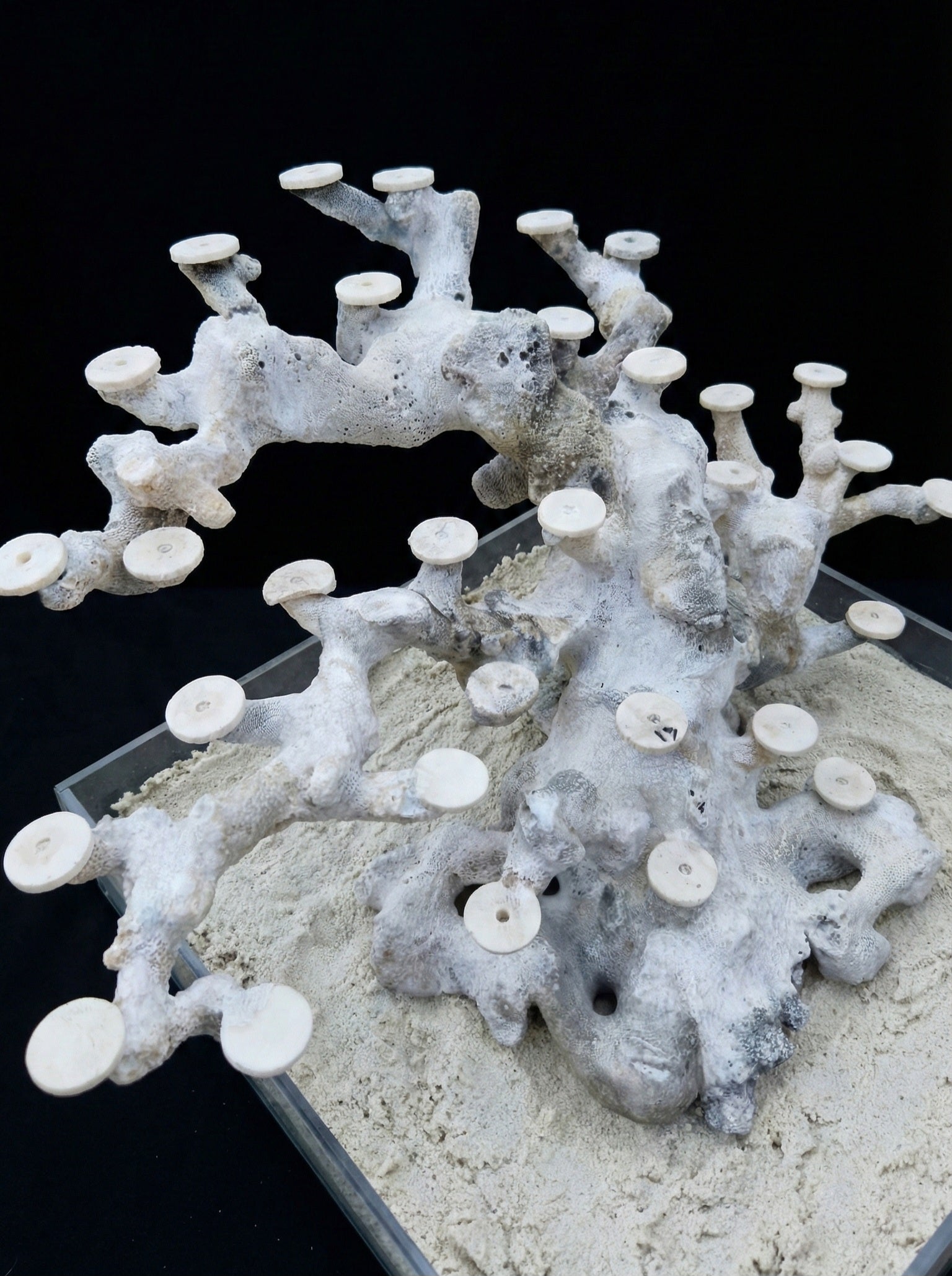 Bonsai Reefscape #13