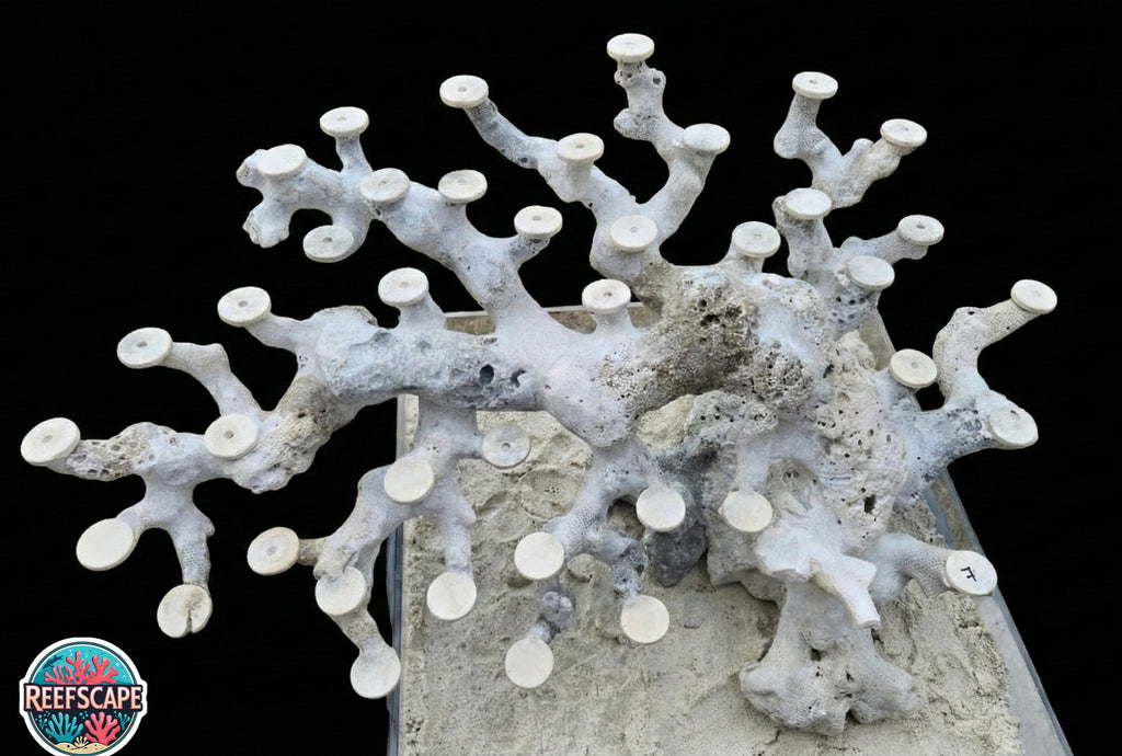 Bonsai Reefscape #7