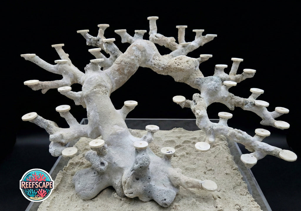 Bonsai Reefscape #6