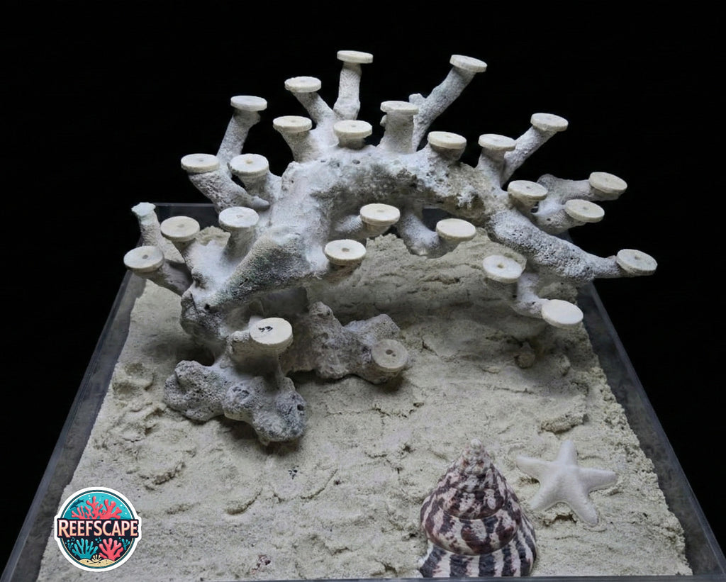 Bonsai Reefscape #33