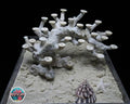 Bonsai Reefscape #33