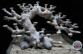 Bonsai Reefscape #6