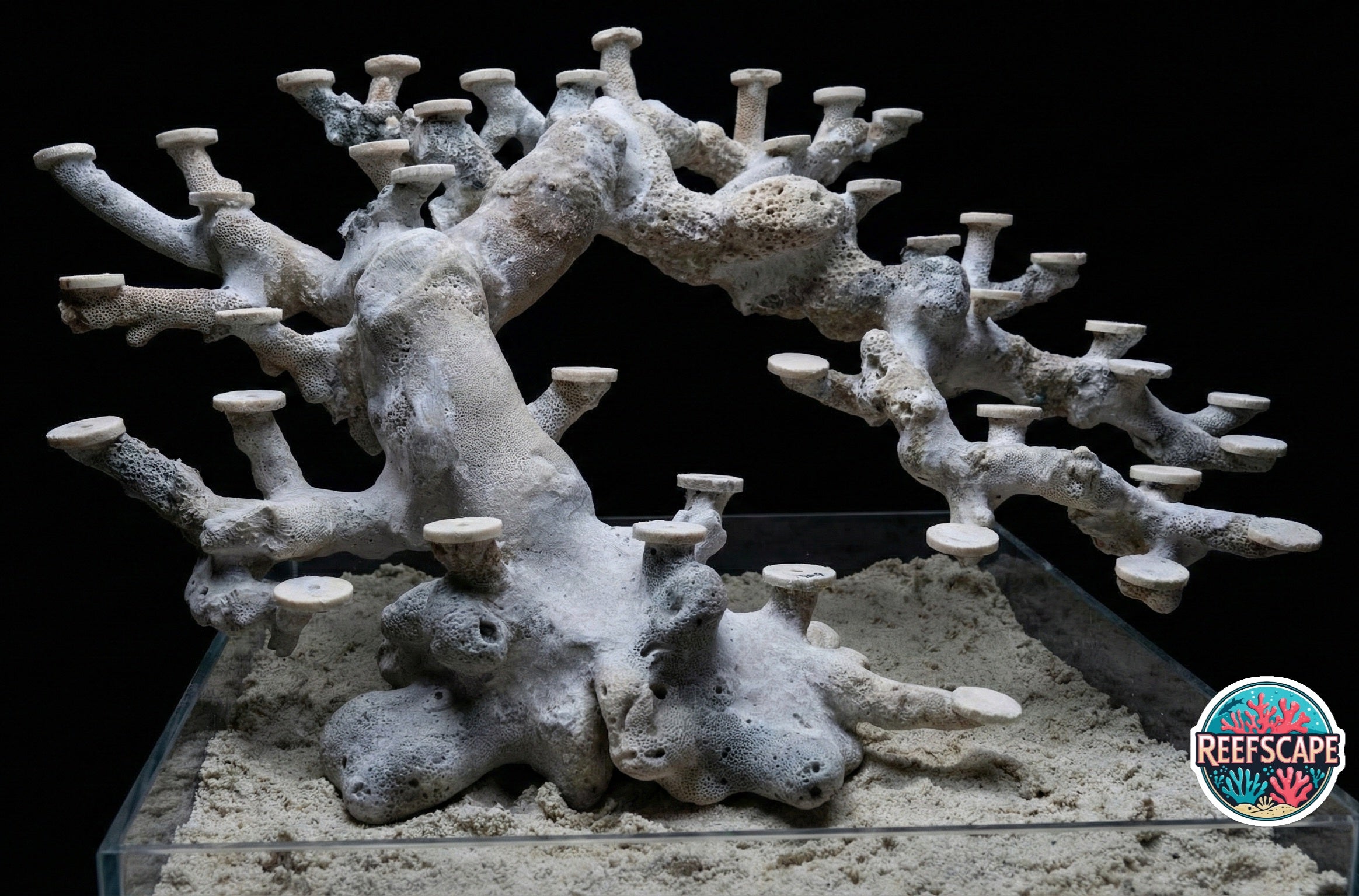 Bonsai Reefscape #6