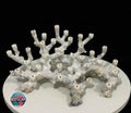 Branching Reefscape #31