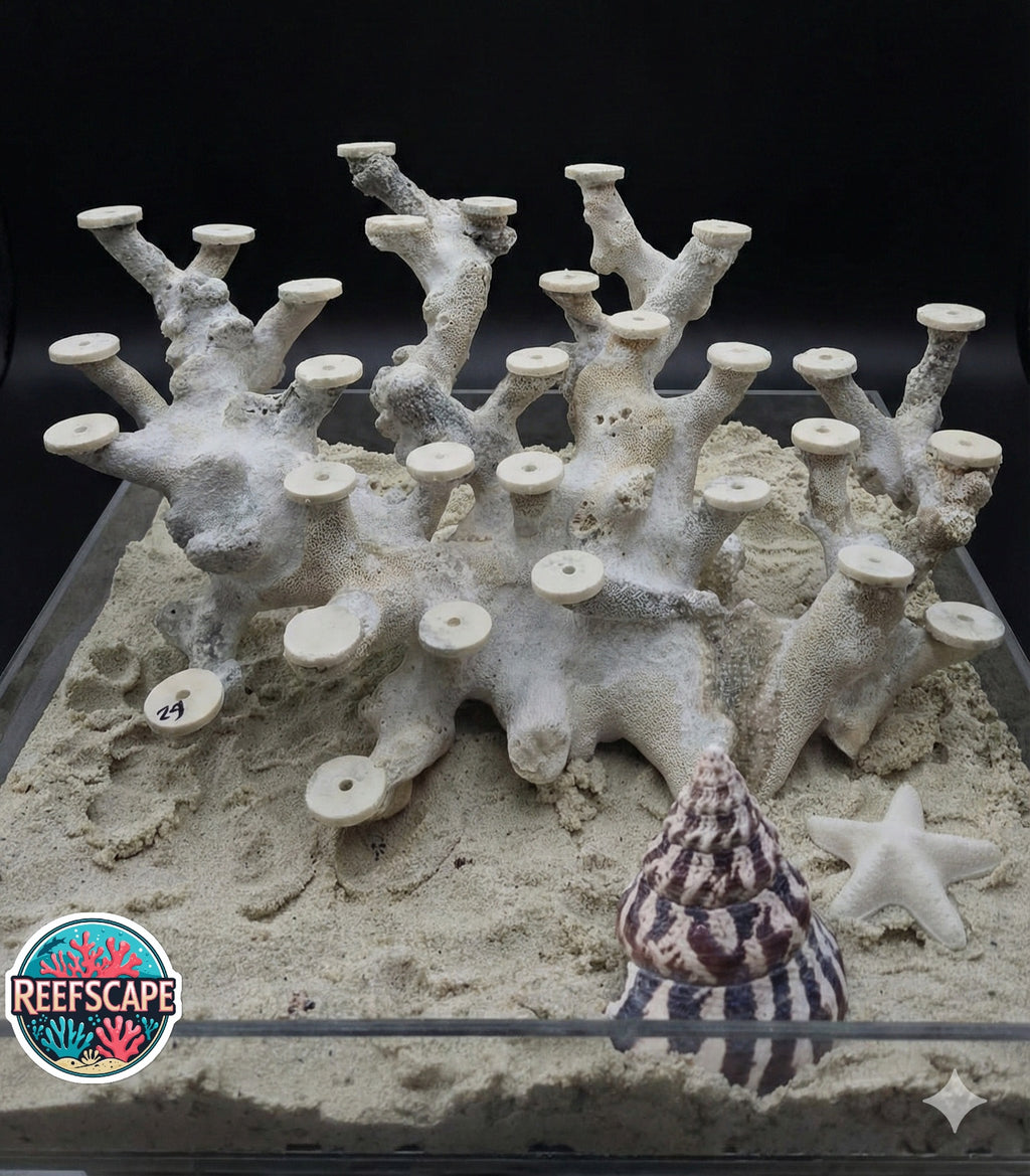 Branching Reefscape #29